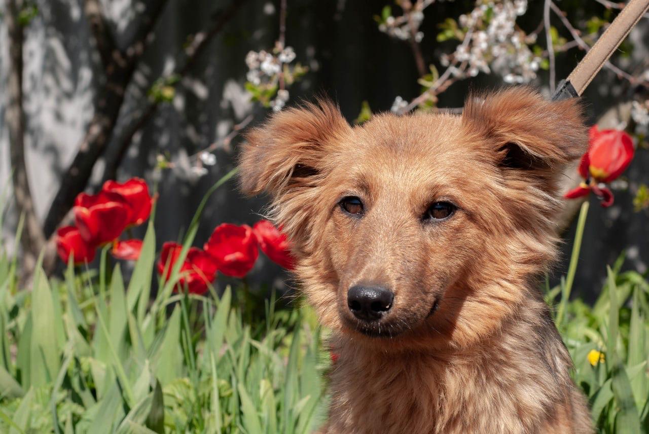Chiens à adopter